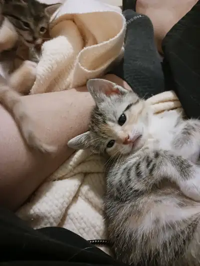 3 kittens for rehoming to good homes 10$ each, View more