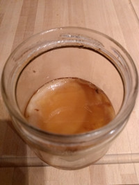 Scoby a donner pour Kombucha / Scoby to give for Kombucha