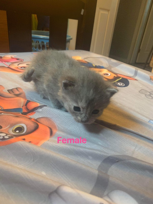 9 kittens Cats & Kittens for Rehoming Ottawa Kijiji