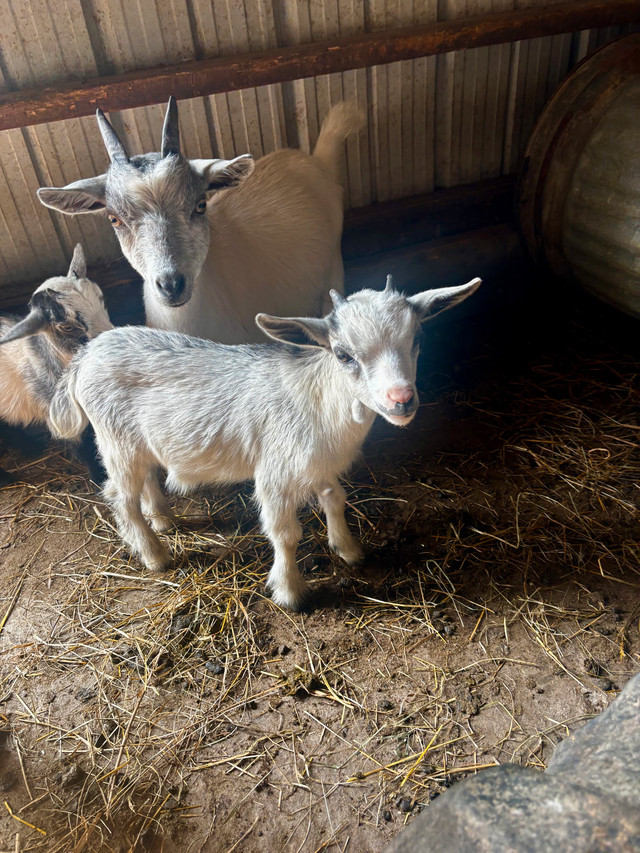 Nigerian Dwarf Buckling in Livestock in Chatham-Kent - Image 3