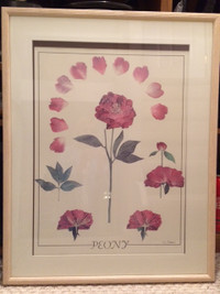 Collector Art - framed Peony picture $150