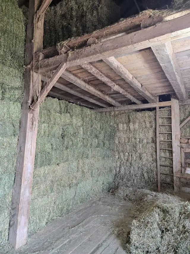 2026 Hay Small Squares 1st cut in Horses & Ponies for Rehoming in Owen Sound - Image 3