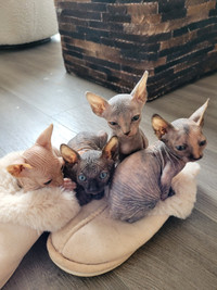 Sphynx kittens. Available May 10 2024