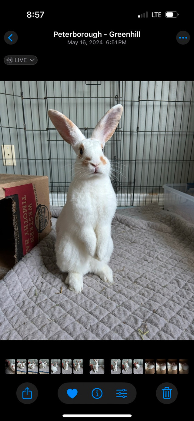 bunny for rehoming  in Small Animals for Rehoming in Brantford
