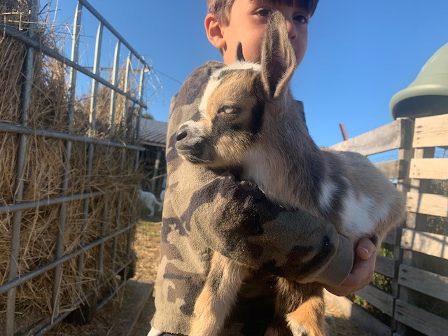 Blue Eye Nigerian Dwarf Goats Kids in Livestock in Barrie