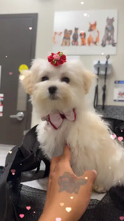 Maltipoo Puppy, View more
