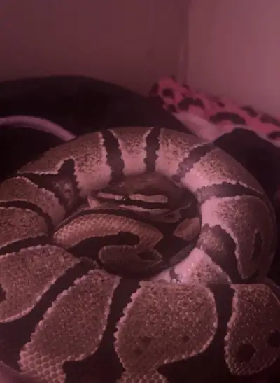 ball python, View more