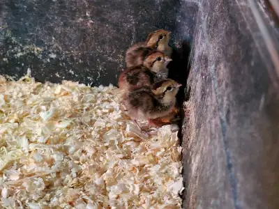 I have 5 Bob White quail chicks available. Asking $15 each