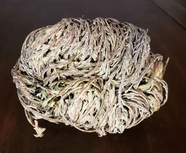 Resurrection Plant in Other in Calgary - Image 3