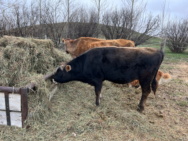 Jersey Bull 1 year old in Other in Lethbridge - Image 3