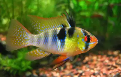 German Blue Ram for Rehoming, View more