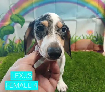 DACHSHUND PUPPIES READY TO GO, View more