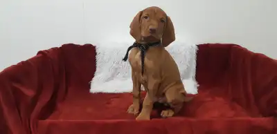 We have four adorable Vizsla puppies ready to be rehomed. They are vet checked, have their first sho...