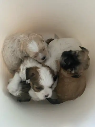 Shihpoo Male Pups, View more