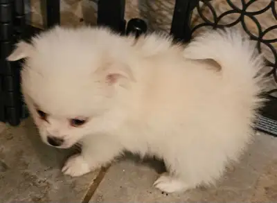 PURE BRED POMERANIANS, View more