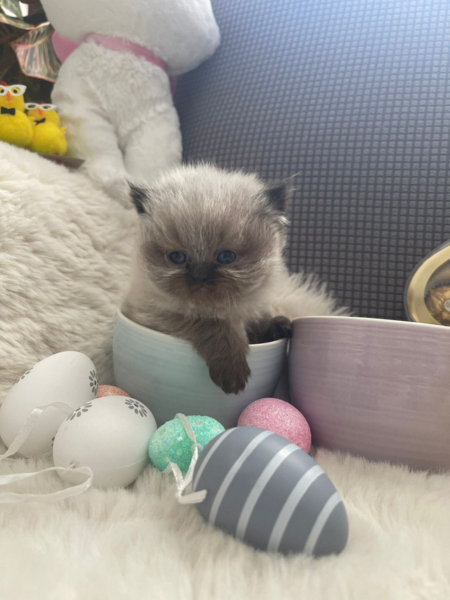 Himalayan Persian kittens  in Cats & Kittens for Rehoming in City of Toronto - Image 4