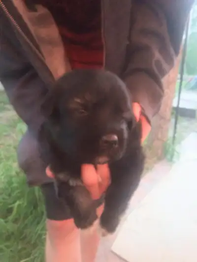 Caucasian Ovcharka Puppies, View more