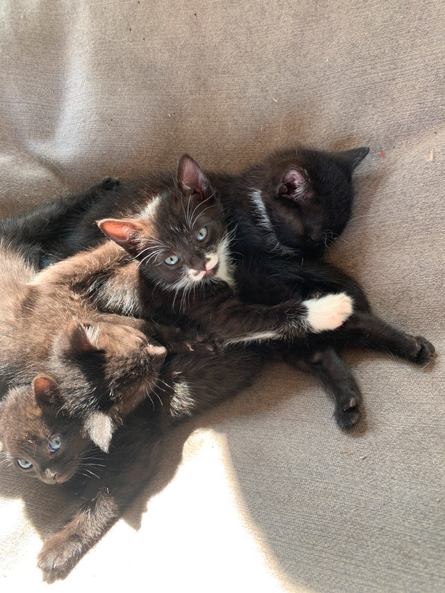 Cute kittens black and white in Cats & Kittens for Rehoming in St. Albert - Image 3