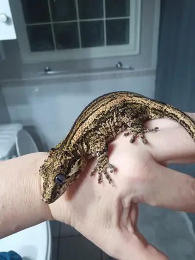 Female gargoyle gecko, View more