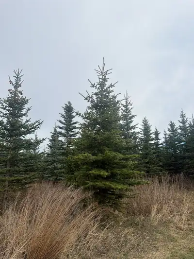 Blue Spruce Tree, View more