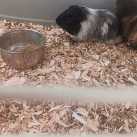 Beautiful male guinea pig for sale 