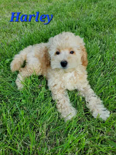 Poodle Puppies , View more