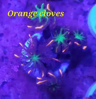 Orange clove polyps - saltwater coral frag , View more