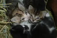 Kittens for sale - ONE FEMALE LEFT