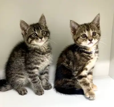 81 ads for tabby in Cats & Kittens for Rehoming in Toronto (GTA