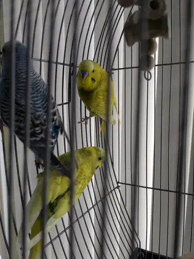 Male Budgies, View more