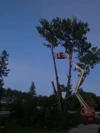 Cut it tree services 