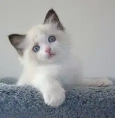 Pure Ragdoll kitten litter trained he eat dry and wet food and full litter trained
