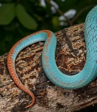 Indonesian Blue Tree Snakes, View more
