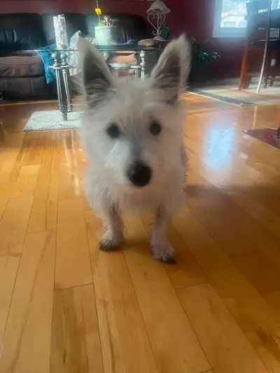 8 Month old West highland terrier, View more