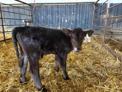 Sim / Angus Bull Calf for sale , View more