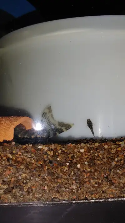 Some Fresh Water Fish For Aquarium Fish Tank For Sale, View more