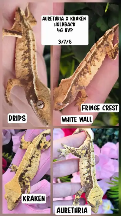 Higher end crested geckos , View more