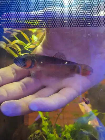 wild betta macrostoma+tank, View more