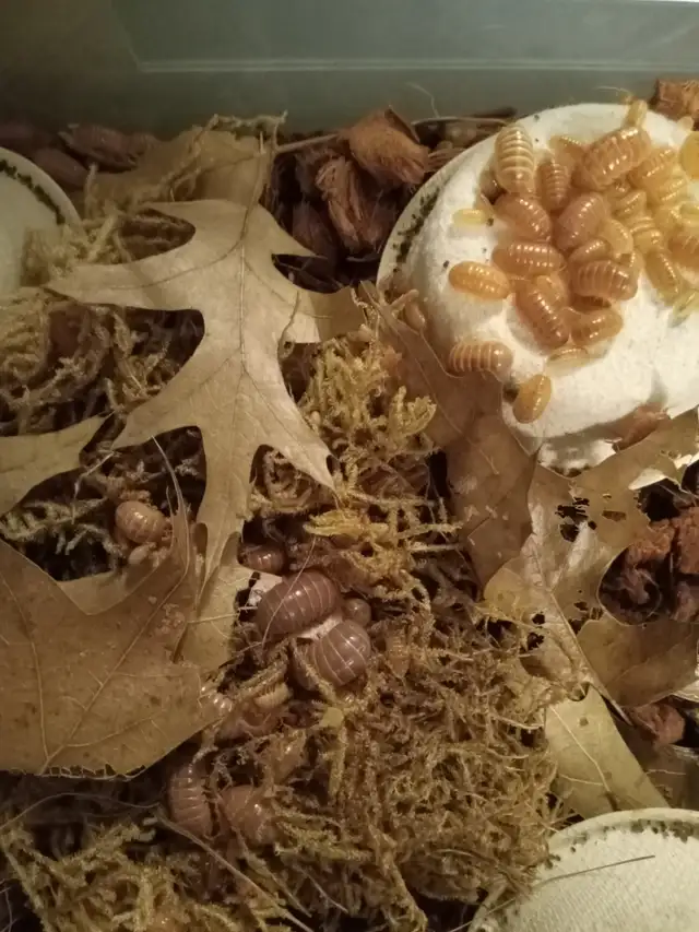 isopods available calgary SE in Other Pets for Rehoming in Calgary - Image 2