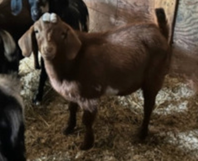 Boer X Buck Goats in Livestock in Chilliwack - Image 3