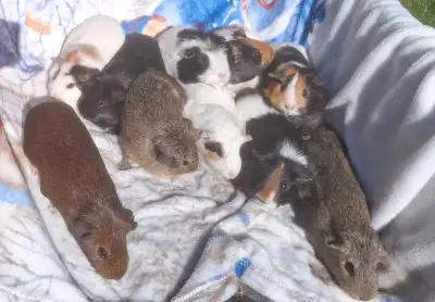 female guinea pigs, View more