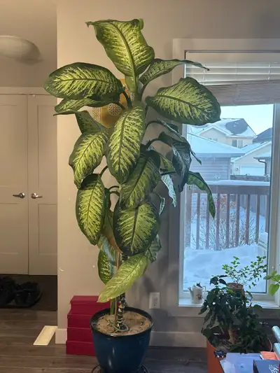 Indoor plant with the pot, View more