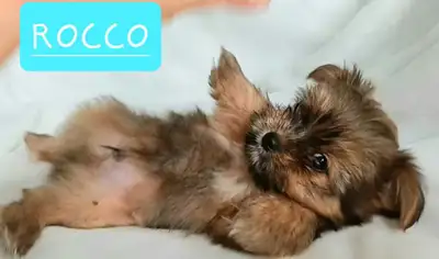 Yorkie/Pomeranian Puppies for Sale, View more