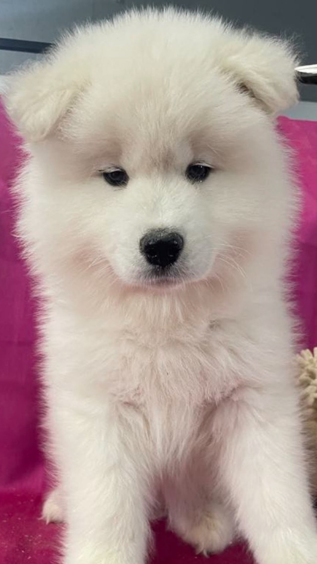 Chiot Samoyède / Samoyed 100% prêt pour leur famille ! dans Chiens et chiots à adopter  à Victoriaville