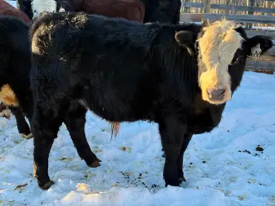 Black Hereford Yearling Bulls, View more
