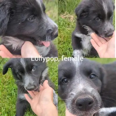 border collie puppies, View more