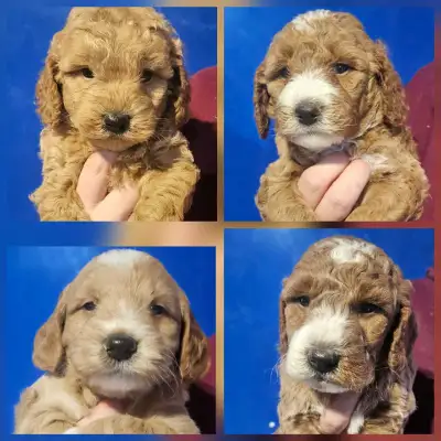 Ready mid December F1b mini goldendoodles 4 boys and 3 girls 2 year health guarantee caninecorner.ca...