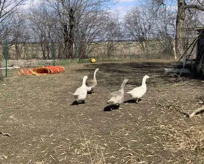 Five Geese, View more