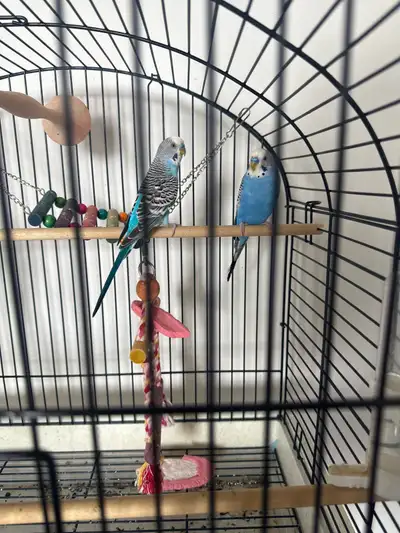 rehoming, Budgies , View more