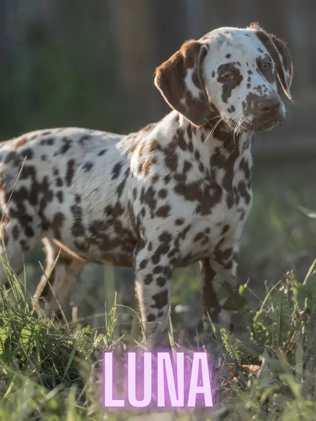 CKC Reg. Dalmatian Pups in Dogs & Puppies for Rehoming in Oakville / Halton Region - Image 7